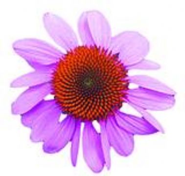 Echinacea Herb Extract